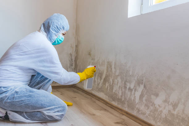 Licensed Black Mold Removal service in McLean, VA - WQB Mold Removal