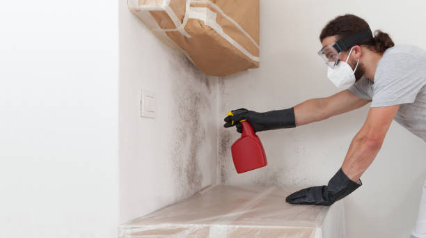 Professional Black Mold Removal technician working in McLean, VA
