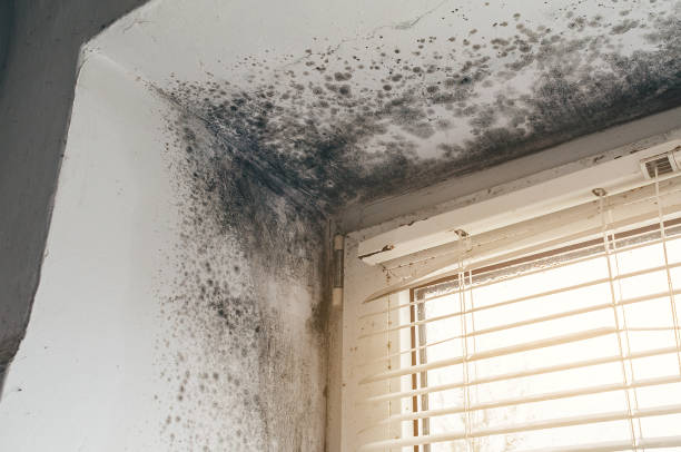 Affordable Black Mold Removal solutions in McLean, VA