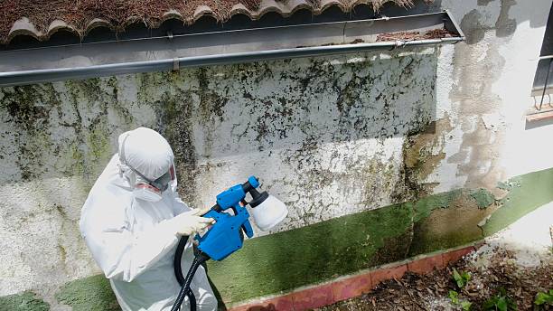 Top rated local Black Mold Removal specialists in McLean, VA